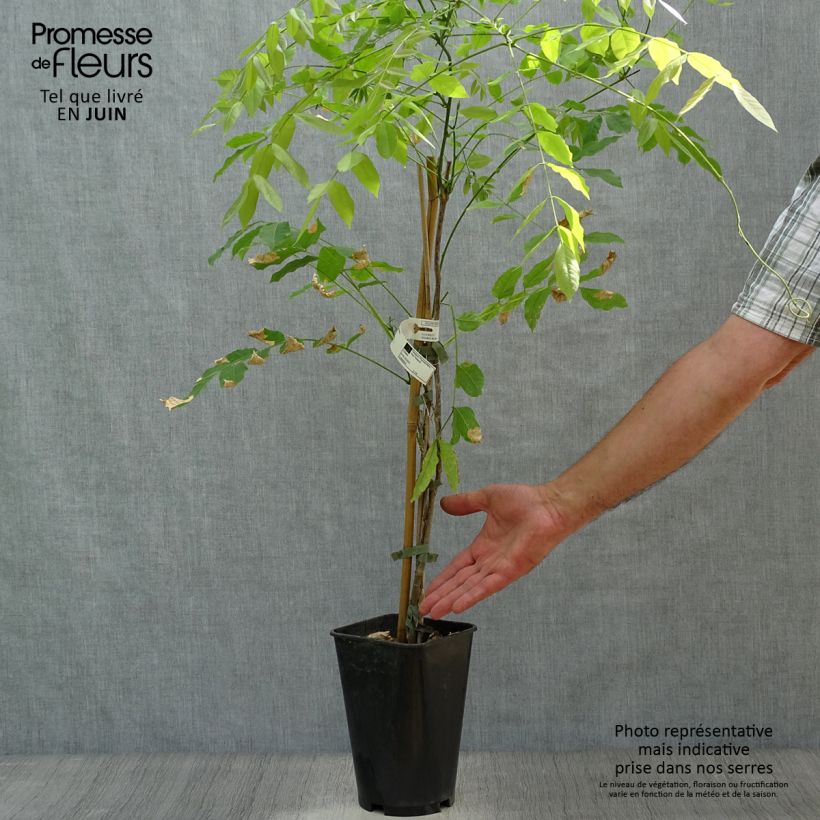 Esemplare di Millettia japonica Satsuma Vaso da 2L/3L consegnato in estate