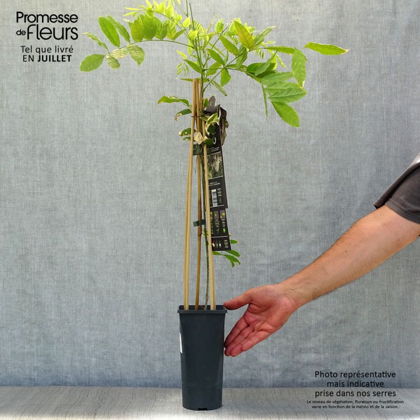 Esemplare di Wisteria floribunda Alba - Glicine Vaso da 2L/3L consegnato in estate