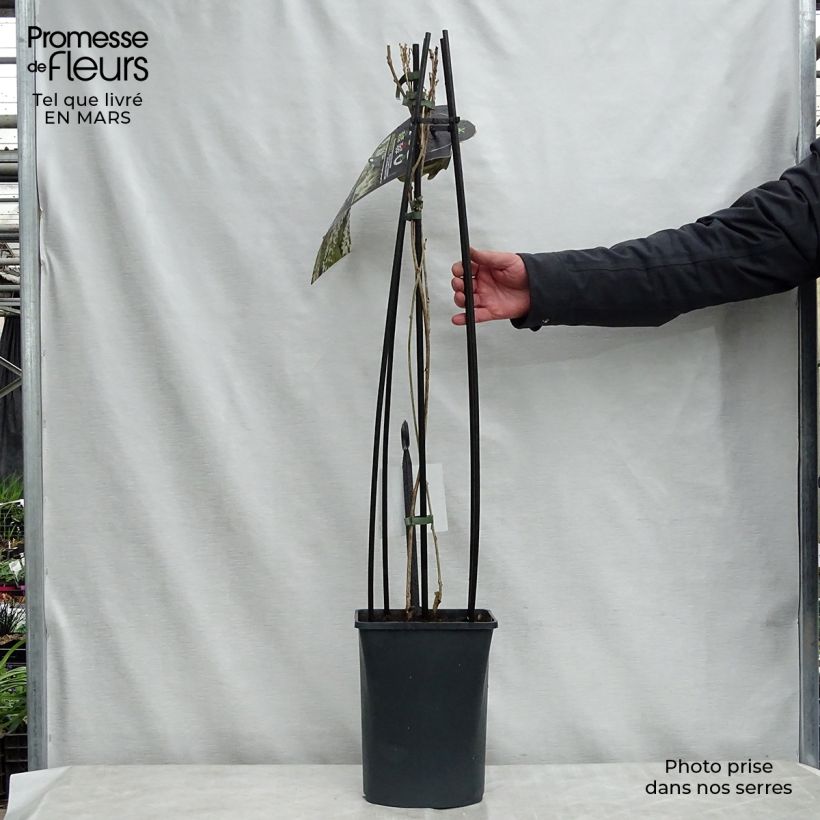 Wisteria floribunda Alba - Glicine Vaso da 3L/4L esemplare consegnato in primavera