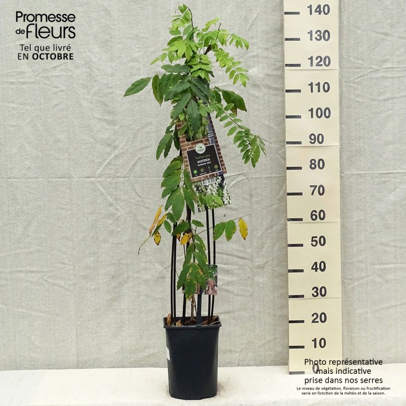 Esemplare di Wisteria floribunda Alba - Glicine Vaso da 3L/4L come consegnato in autunno