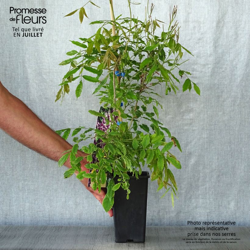 Esemplare di Wisteria floribunda Domino - Glicine Vaso da 1,5L/2L consegnato in estate
