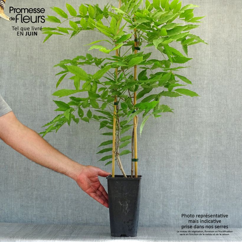 Esemplare di Wisteria floribunda Honbeni - Glicine Vaso da 2L/3L consegnato in estate