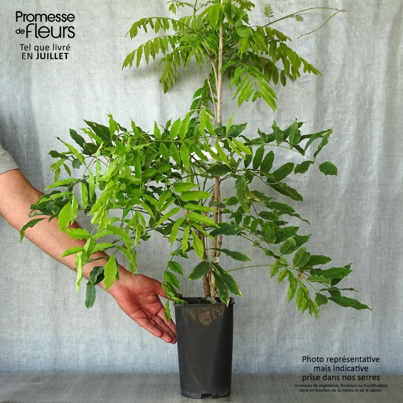 Esemplare di Wisteria floribunda Macrobotrys - Glicine Vaso da 2L/3L consegnato in estate