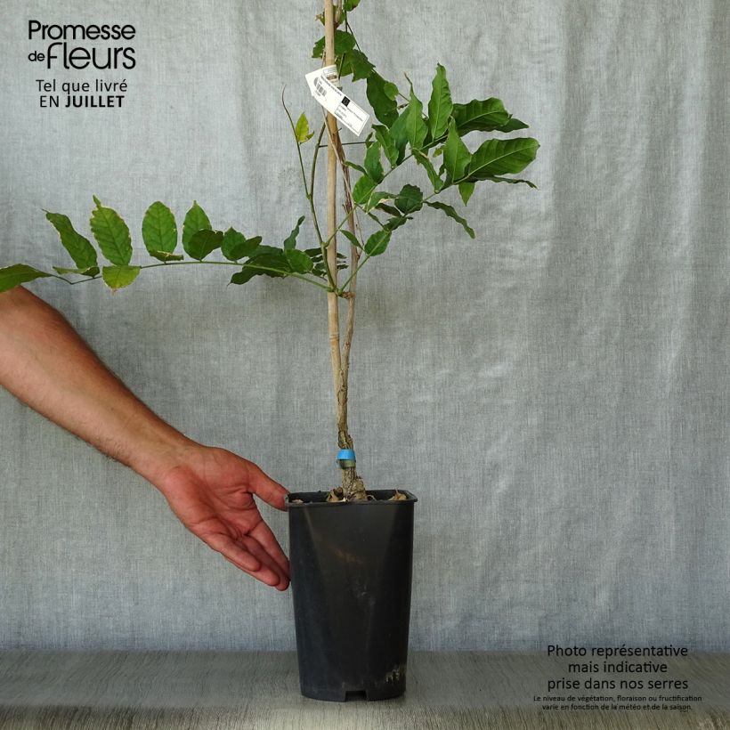 Esemplare di Wisteria floribunda Violacea Plena - Glicine Vaso da 2L/3L consegnato in estate