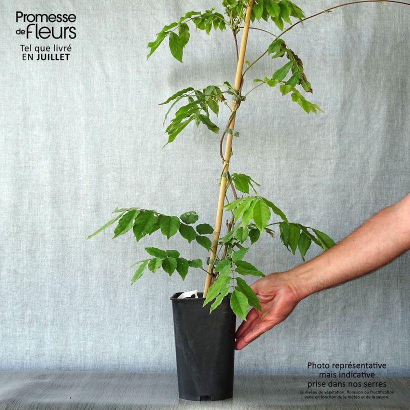 Esemplare di Wisteria venusta - Glicine Vaso da 2L/3L consegnato in estate