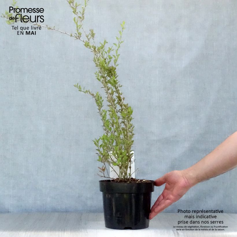 Lycium barbarum Big Lifeberry - Goji Vaso da 1,5L/2L, MultifustoAltezza consegnata circa 30/40cm esemplare consegnato in primavera