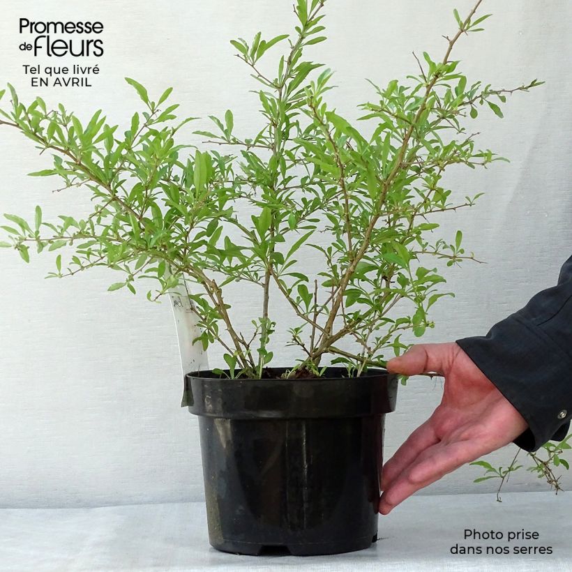 Lycium barbarum Sweet Lifeberry - Goji Vaso da 1,5L/2L, MultifustoAltezza consegnata circa 30/40cm esemplare consegnato in primavera