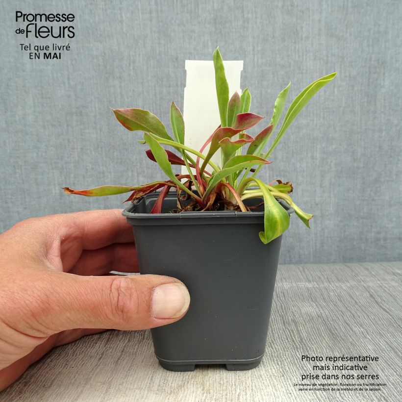 Goniolimon collinum Godet de 8/9 cm esemplare consegnato in primavera