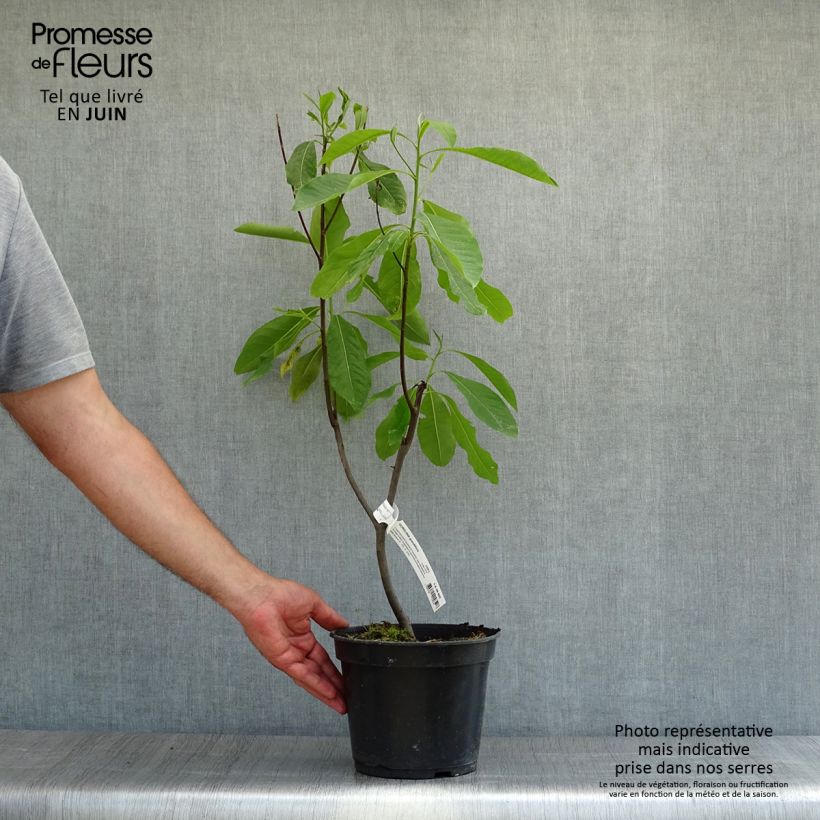 Esemplare di Gordlinia grandiflora Vaso da 3L/4L consegnato in estate