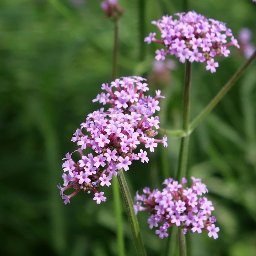 Verbena di Buenos Aires Vanity (semi) (Fioritura)