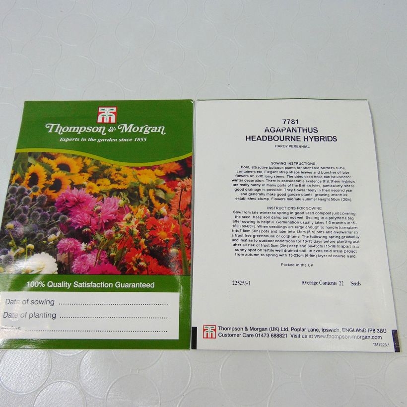 Esempio di esemplare Agapanthus Headbourne sacchetto di semi 22 come consegnato