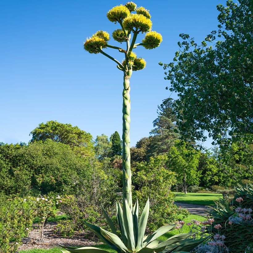 Agave salmiana (semi) (Porto)