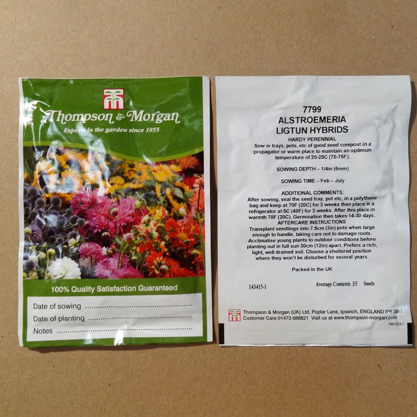 Esempio di esemplare Alstroemeria Ligtu Hybrids sacchetto di semi 35 come consegnato
