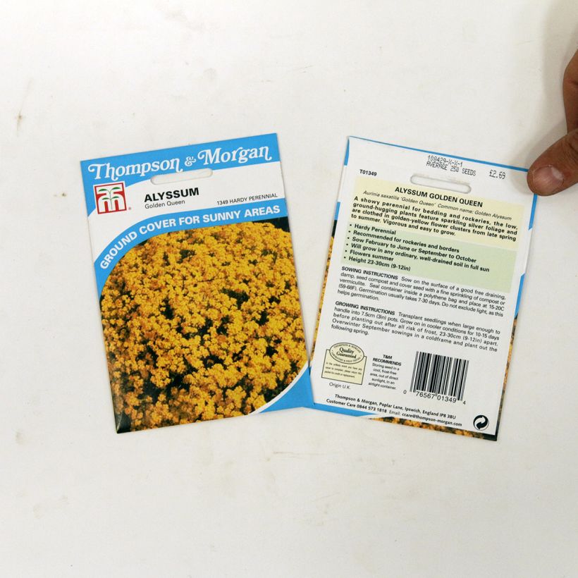 Esempio di esemplare Alyssum saxatile Golden Queen - Alisso giallo sacchetto di semi 450 (0,5g) come consegnato