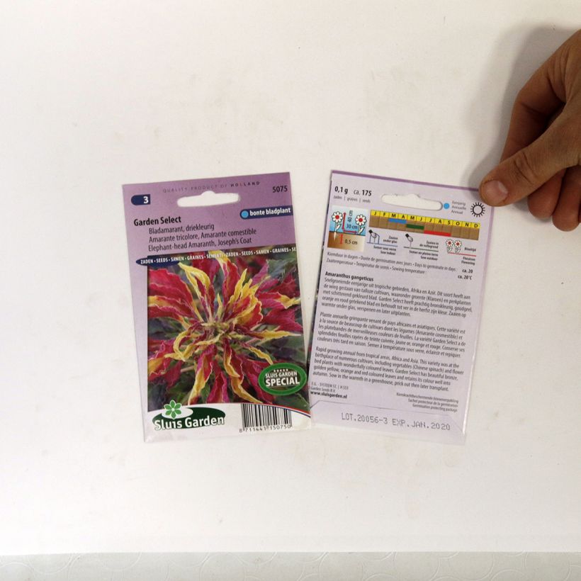 Esempio di esemplare Amaranto tricolore Garden select - Amaranthus sacchetto di semi 150 (0,1g) come consegnato
