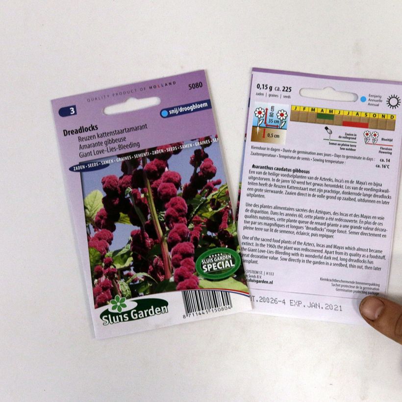 Esempio di esemplare Amaranto Dreadlocks - Amaranthus sacchetto di semi 500 (0,4g) come consegnato
