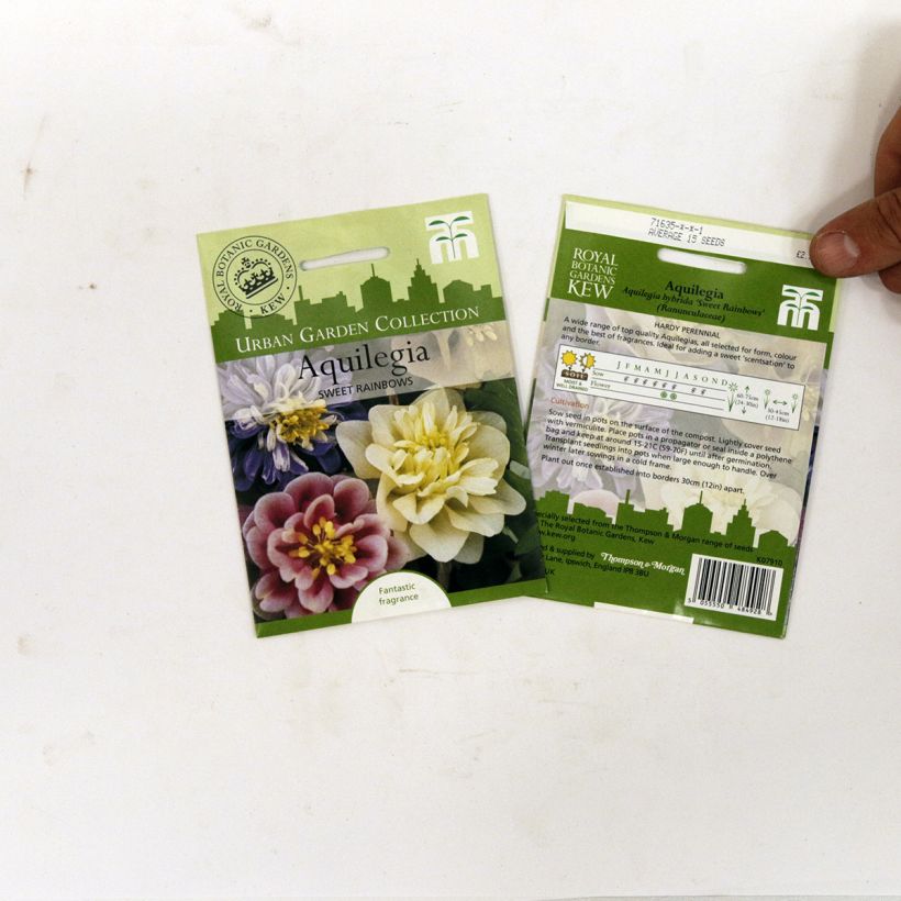 Esempio di esemplare Aquilegia Sweet Rainbows sacchetto di semi 20 come consegnato