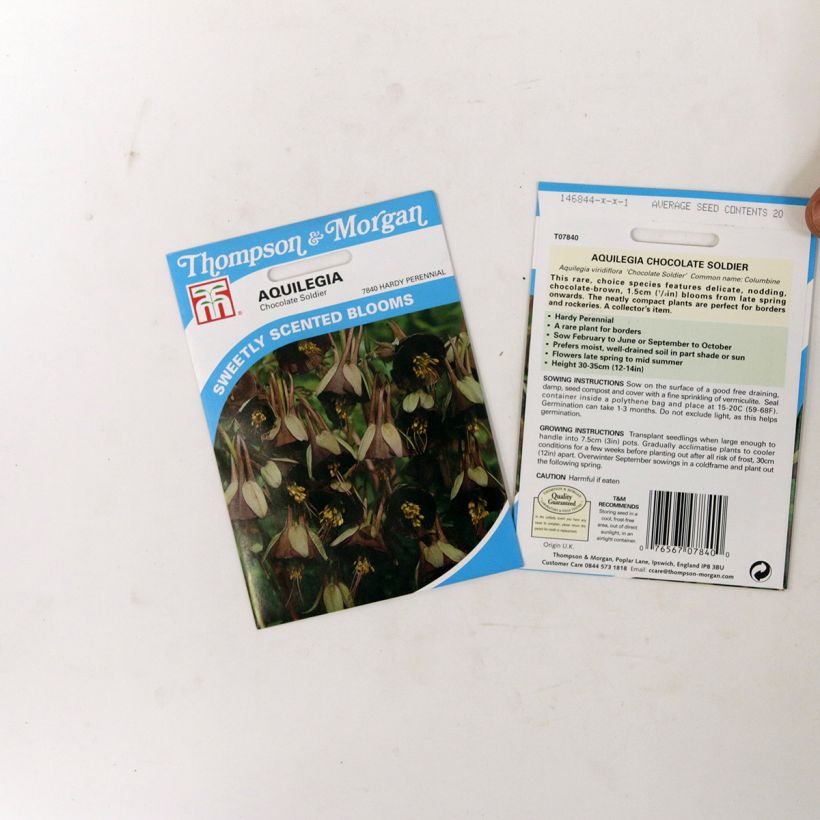 Esempio di esemplare Aquilegia viridiflora Chocolate Soldier (semi) sacchetto di semi 20 come consegnato