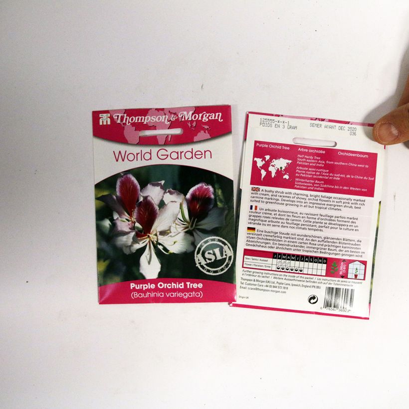 Esempio di esemplare Bauhinia variegata - Albero delle orchidee sacchetto di semi 5 come consegnato