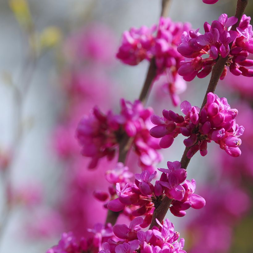 Cercis siliquastrum (semi) - Albero di Giuda (Fioritura)