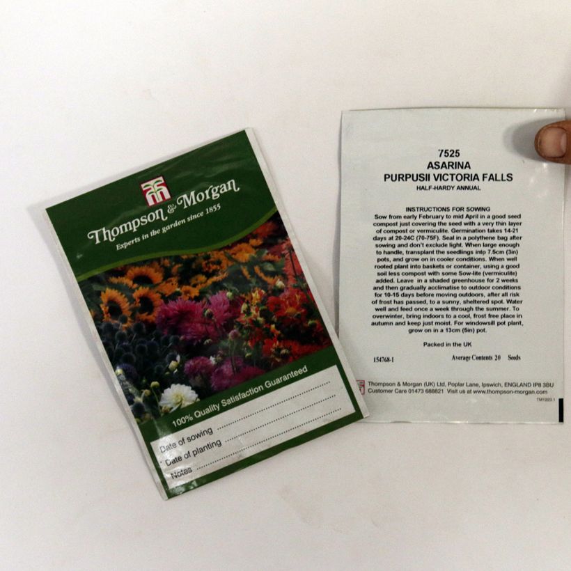 Esempio di esemplare Asarina erubescens var.purpusii Victoria Falls sacchetto di semi 20 come consegnato