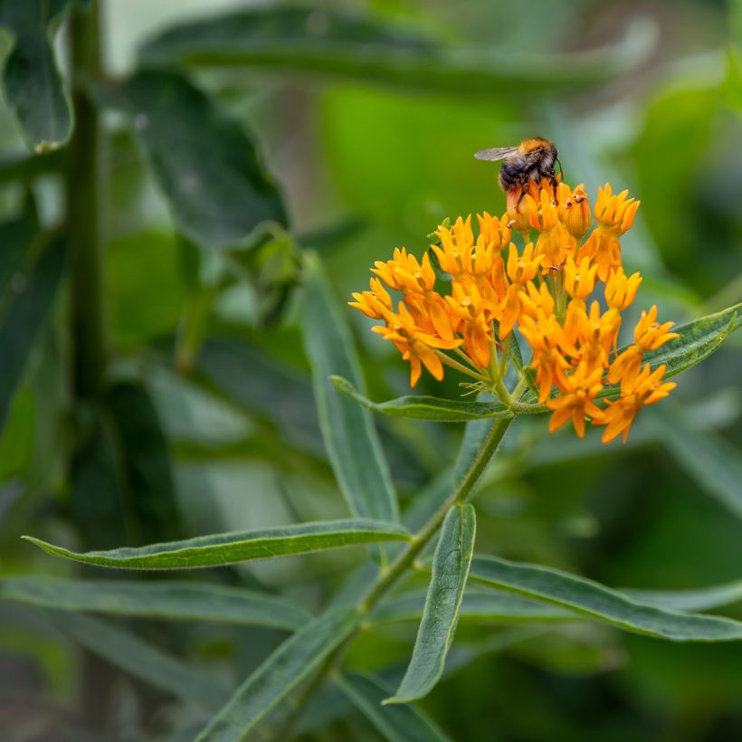 Asclepias tuberosa (semi) (Fioritura)