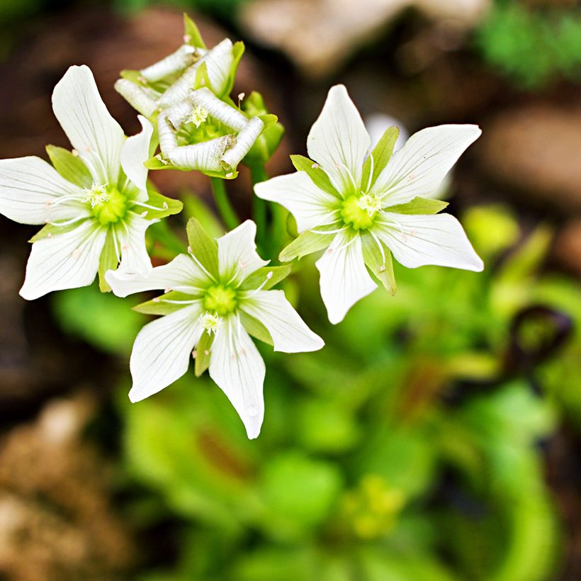 Venere acchiappamosche (semi) - Dionaea muscipula (Fioritura)