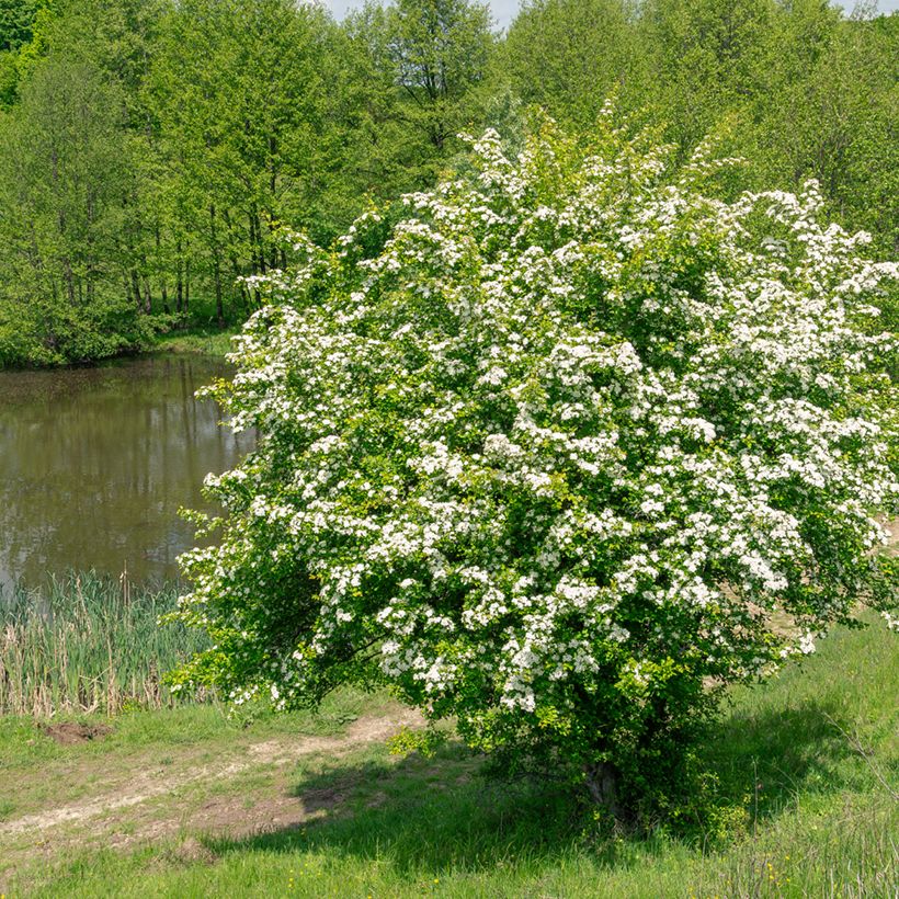 Crataegus monogyna - Biancospino comune (semi) (Porto)