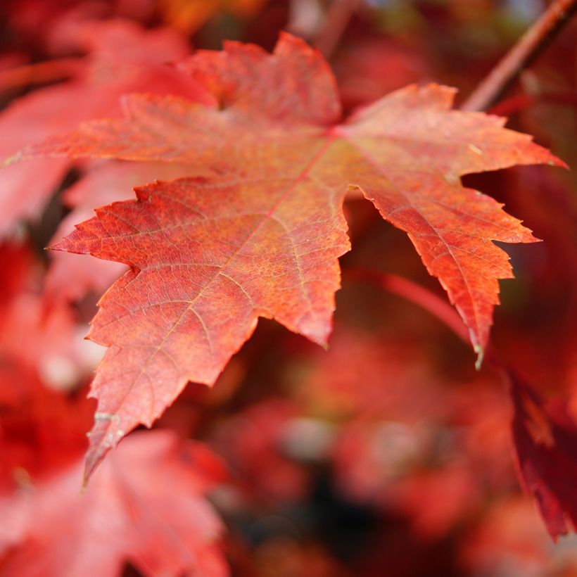 Acer rubrum - Acero Rosso (semi) (Fogliame)