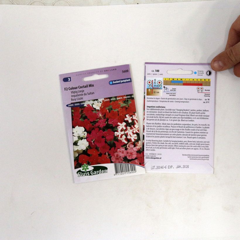 Esempio di esemplare Impatiens walleriana Colour Cocktail Mix - Fiore di vetro sacchetto di semi 100 (0,07g) come consegnato