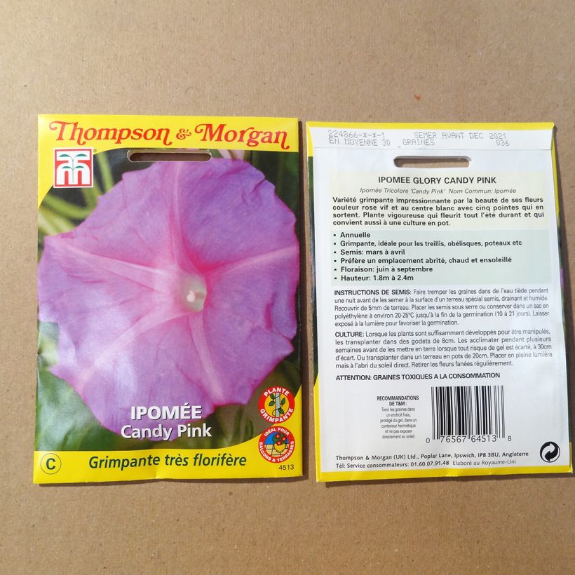 Esempio di esemplare Ipomoea purpurea Candy Pink - Campanella turchina sacchetto di semi da 1.5 grammi come consegnato