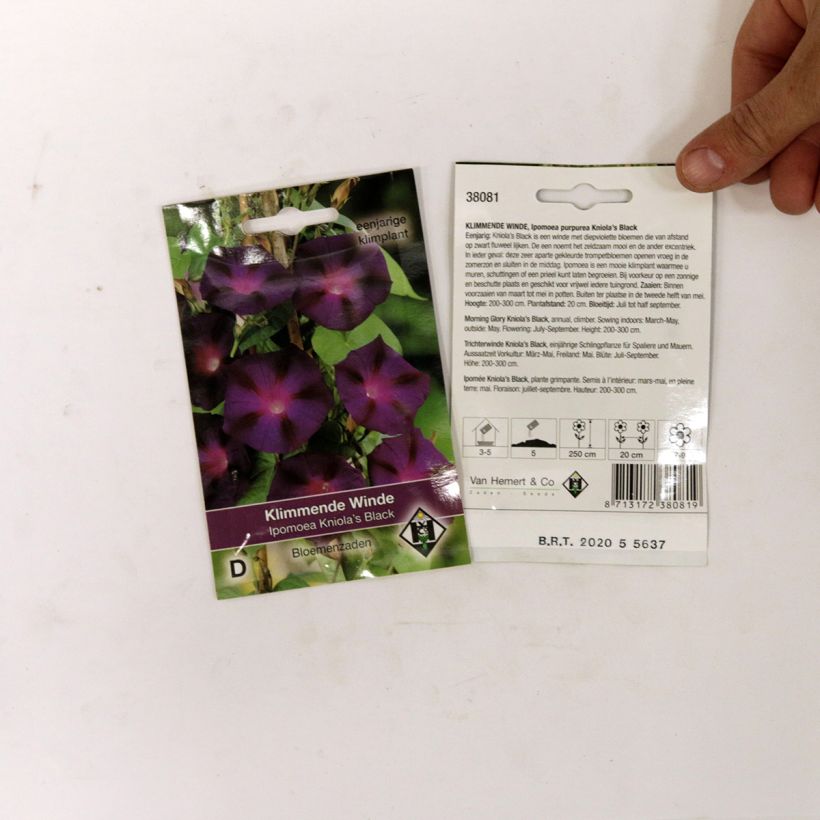 Esempio di esemplare Ipomoea purpurea Kniola's Black - Campanella turchina sacchetto di semi 80 (2g) come consegnato