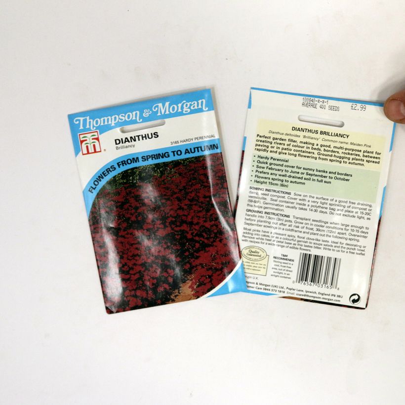 Esempio di esemplare Dianthus deltoides Brilliancy - Garofanino minore sacchetto di semi 400 come consegnato
