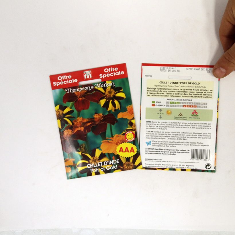 Esempio di esemplare Tagetes patula Pots of Gold - Tagete sacchetto di semi 100 come consegnato
