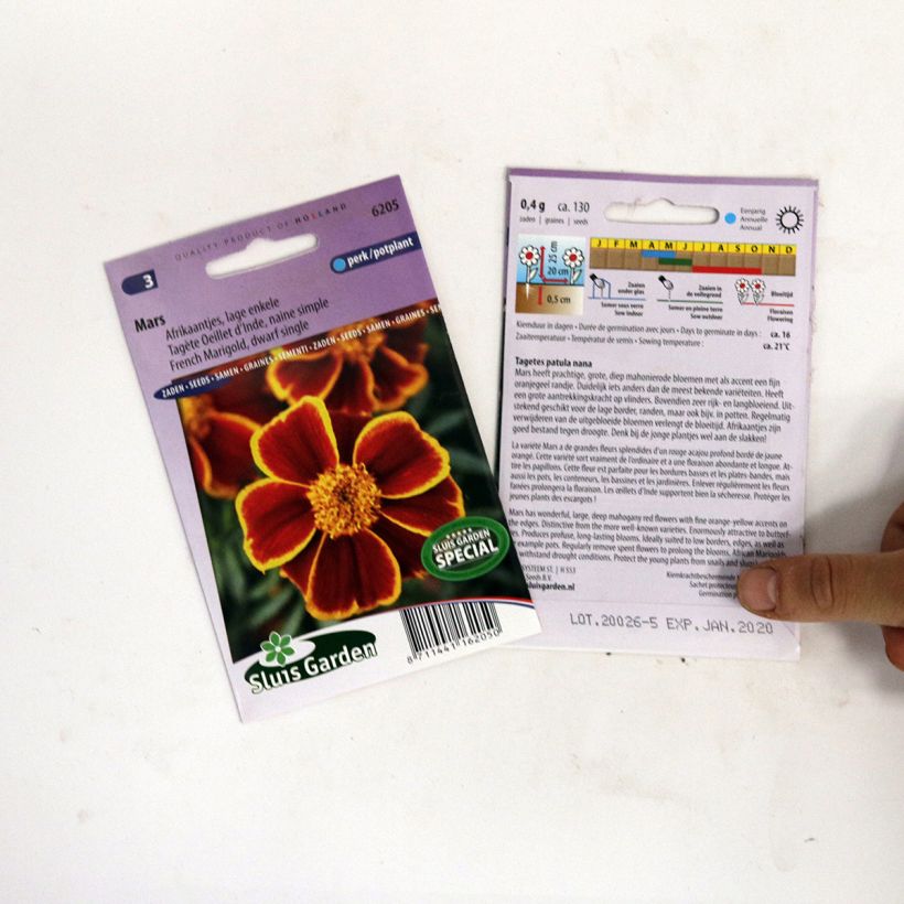 Esempio di esemplare Tagetes patula nana Mars - Tagete nana sacchetto di semi 130 come consegnato