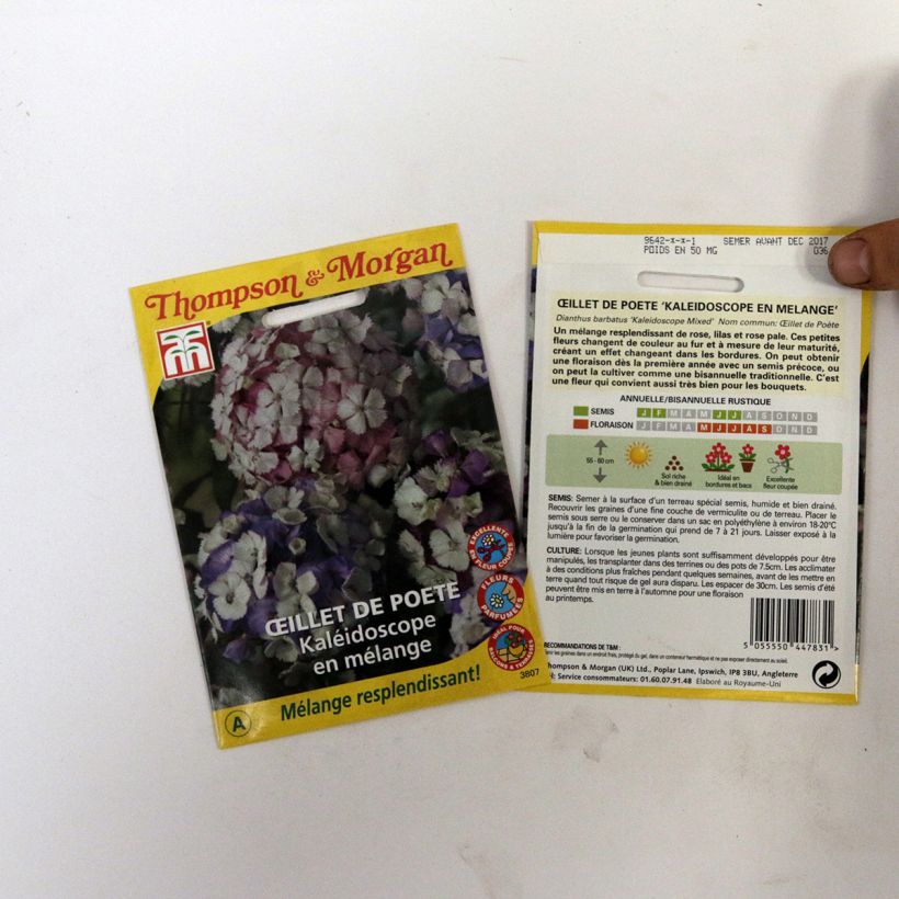 Esempio di esemplare Dianthus barbatus Kaleidoscope Mixed - Garofano dei poeti sacchetto di semi 40 come consegnato