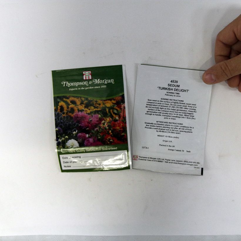Esempio di esemplare Sedum ussuriense Turkish Delight sacchetto di semi 50 come consegnato