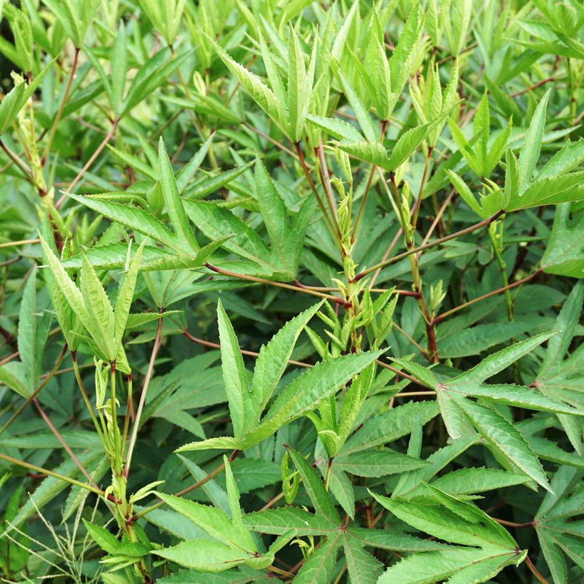 Hibiscus sabdariffa - Karkadè (Fogliame)