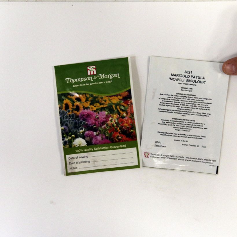 Esempio di esemplare Tagetes patula Mowgli Bicolour - Tagete sacchetto di semi 60 come consegnato
