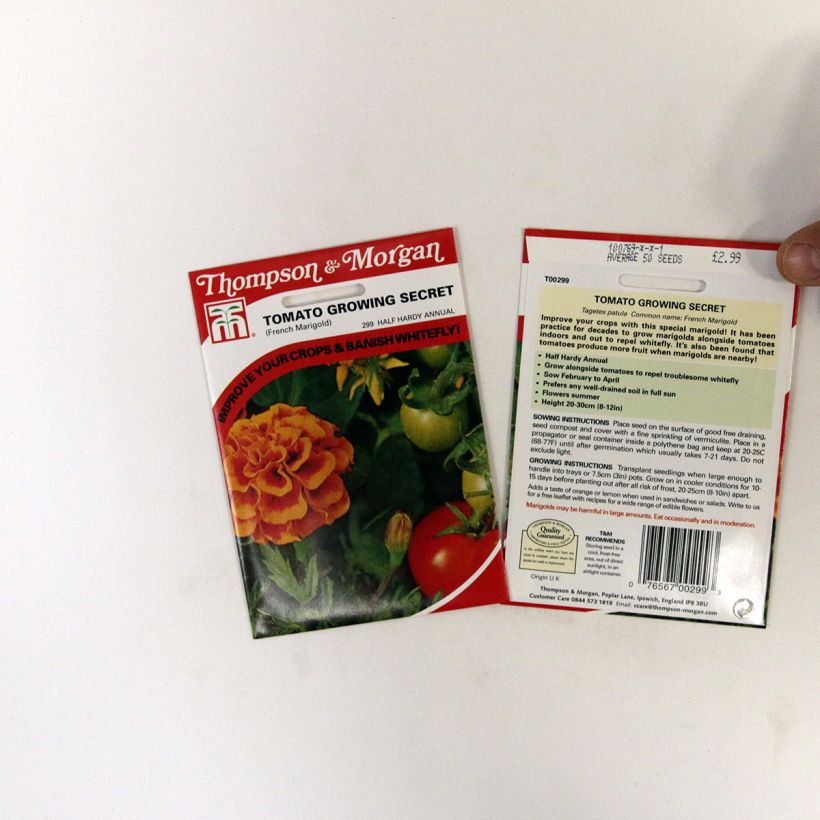 Esempio di esemplare Tagetes patula Tomato Growing Secret - Tagete sacchetto di semi 50 come consegnato