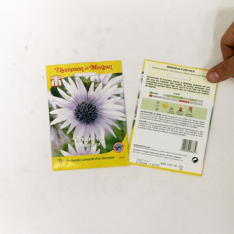 Esempio di esemplare Berkheya purpurea (semi) sacchetto di semi 15 come consegnato