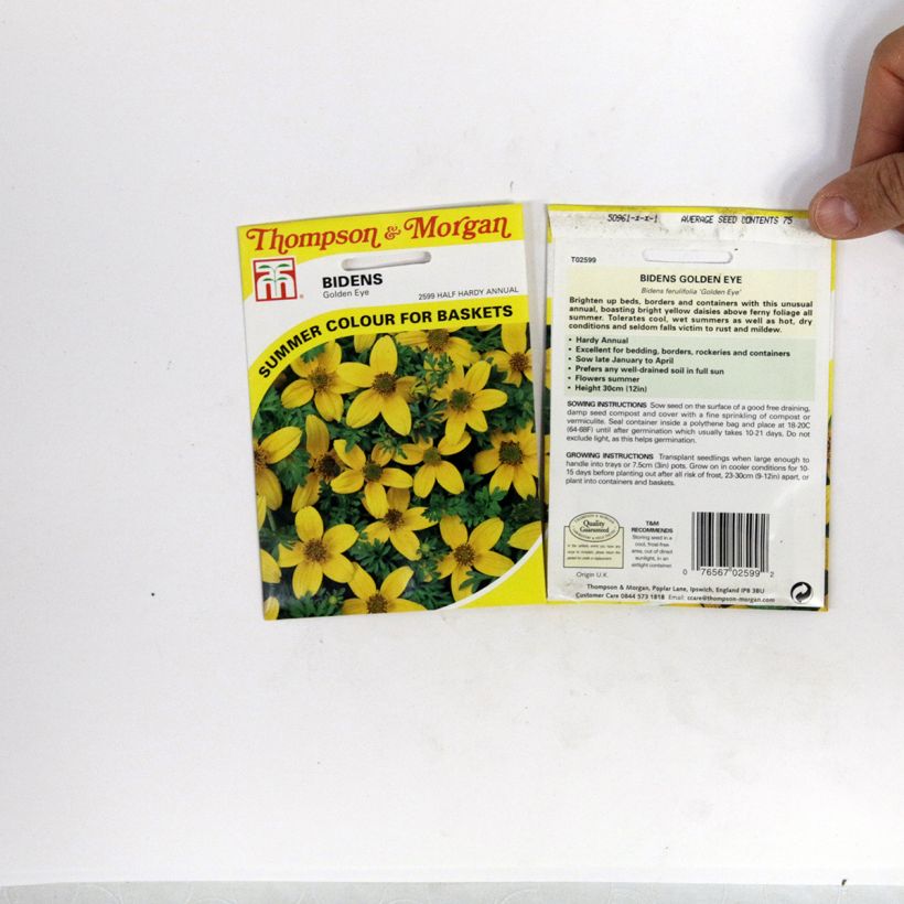 Esempio di esemplare Bidens ferulifolia Golden Eye sacchetto di semi 150 (0,5g) come consegnato