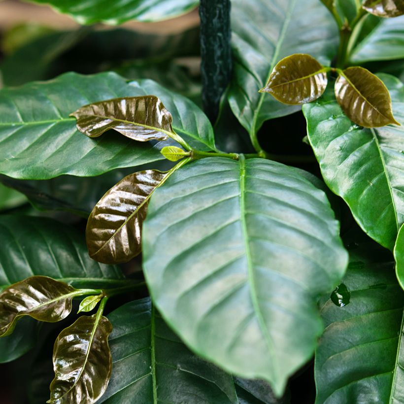 Coffea arabica (semi) - Pianta del caffè (Fogliame)