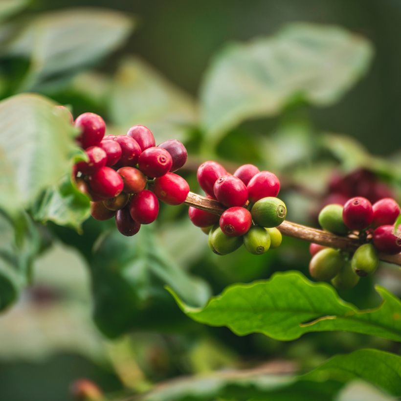 Coffea arabica (semi) - Pianta del caffè (Raccolta)