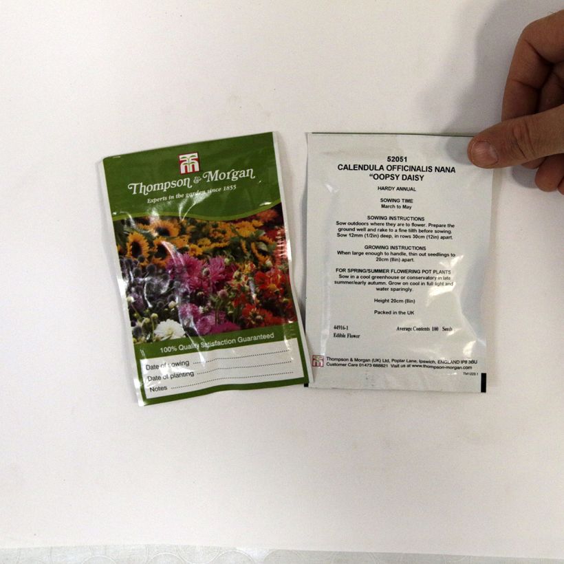 Esempio di esemplare Calendula officinalis Nana Oopsy Daisy - Calendola sacchetto di semi 100 come consegnato