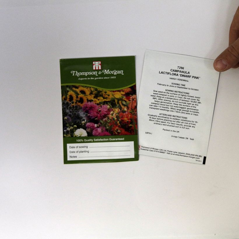 Esempio di esemplare Campanula lactiflora Dwarf Pink sacchetto di semi 200 come consegnato