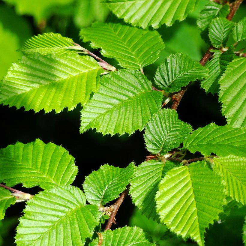 Carpinus betulus (semi) - Carpino bianco (Fogliame)