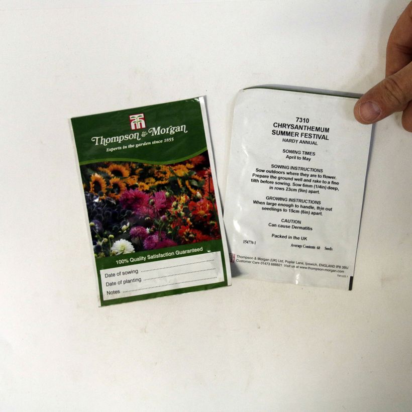 Esempio di esemplare Chrysanthemum carinatum Summer Festival - Crisantemo sacchetto di semi 60 come consegnato