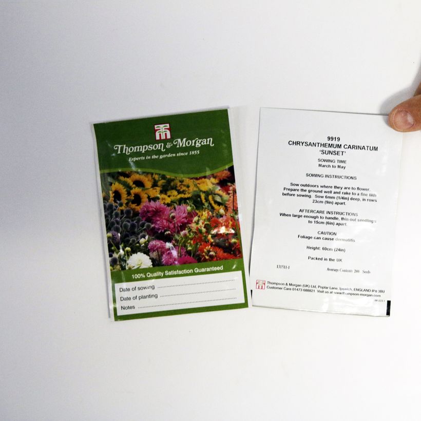 Esempio di esemplare Chrysanthemum carinatum Sunset - Crisantemo sacchetto di semi 300 (1g) come consegnato