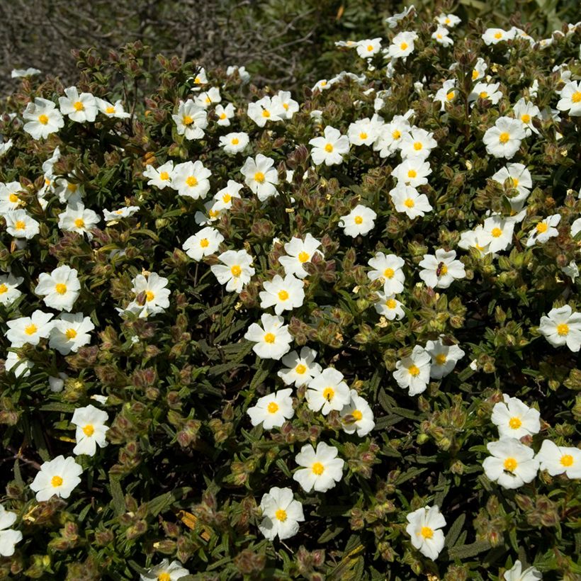 Cistus monspeliensis - Cisto marino (semi) (Porto)